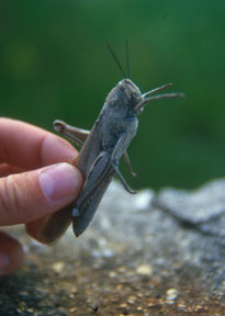 A Locust